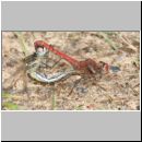 Sympetrum fonscolombii - Fruehe Heidelibelle 02.jpg